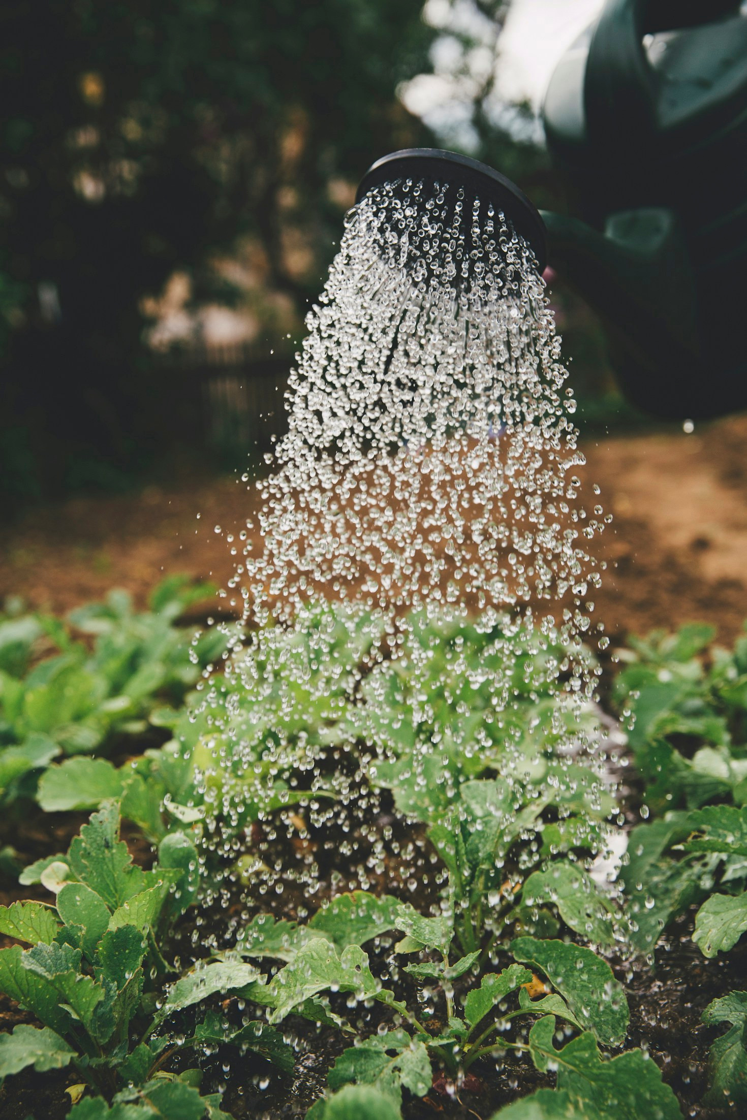 Gardening Success Starts with Quality Seeds