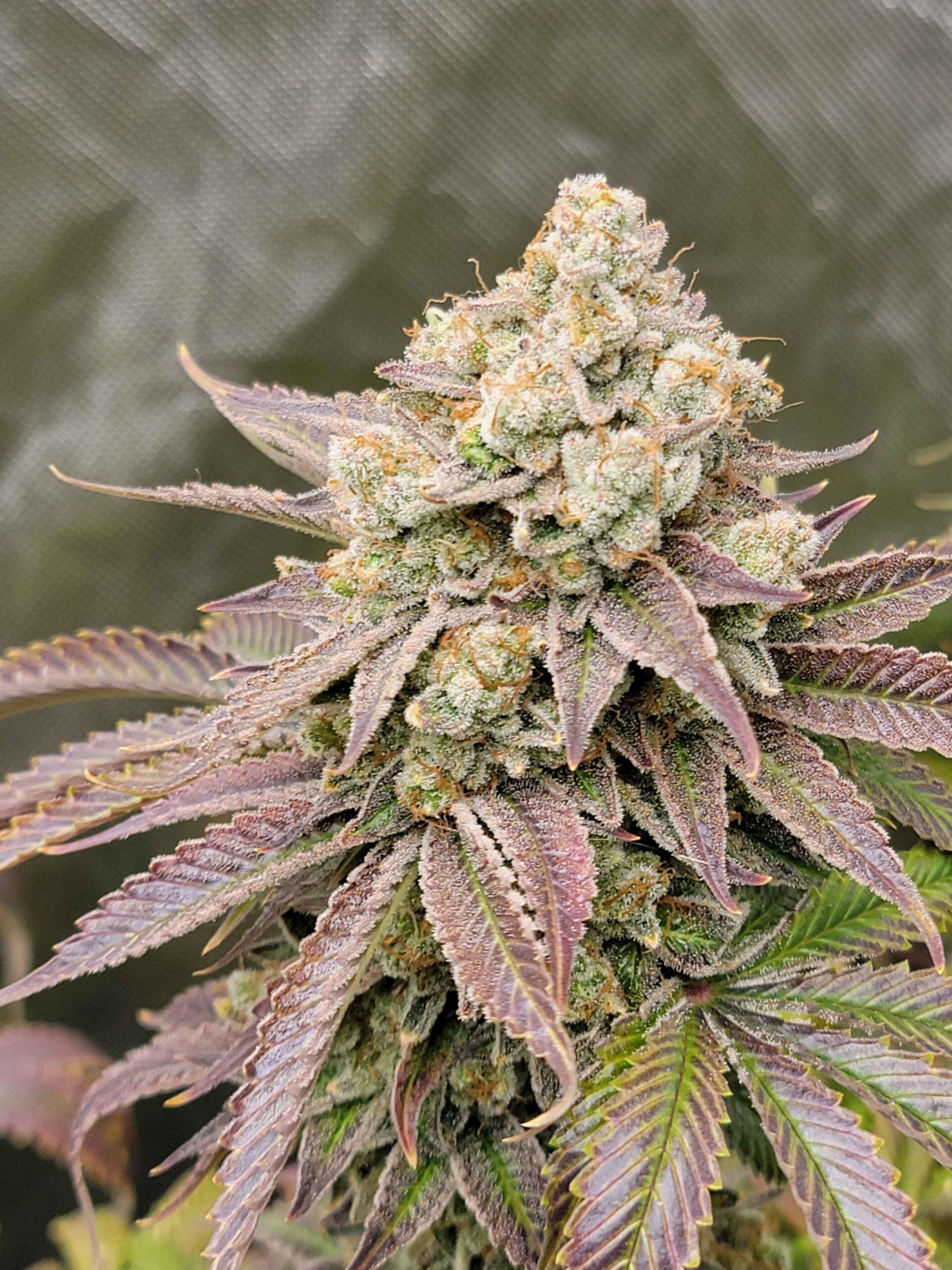 TG x CC cannabis genetics